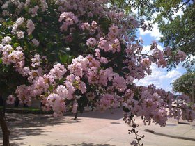 Flower blossoms on campus.jpg